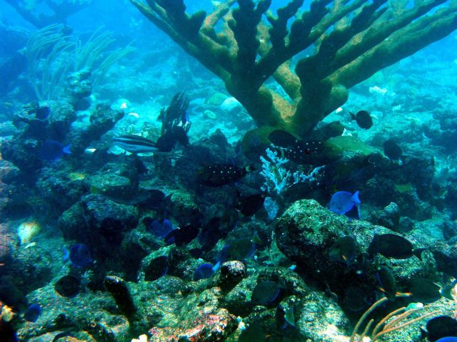 Reef scene Picture