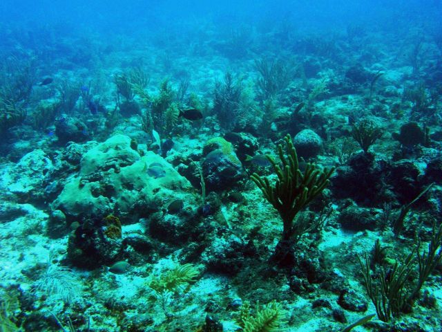 Reef scene Picture