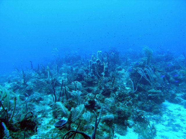 Reef scene Picture