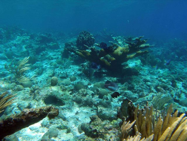 Reef scene Picture