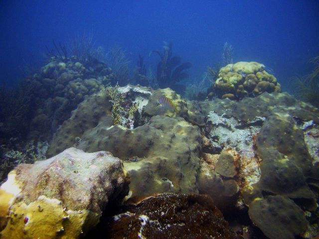 Reef scene Picture