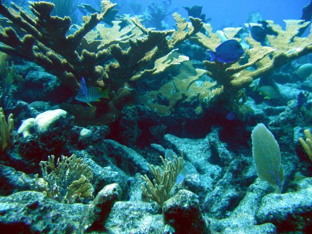 Reef scene Picture