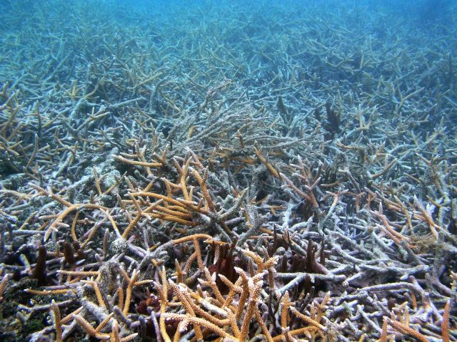 Reef scene Picture