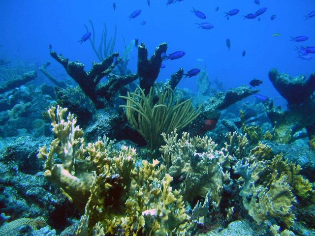 Reef scene Picture