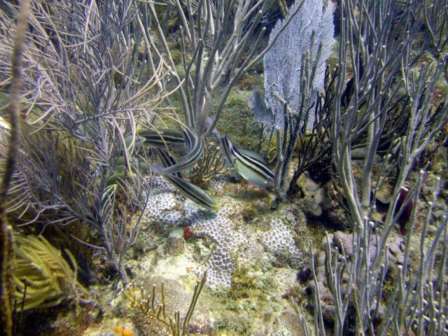 Reef scene Picture