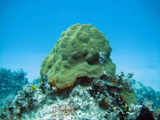 Reef scene Picture