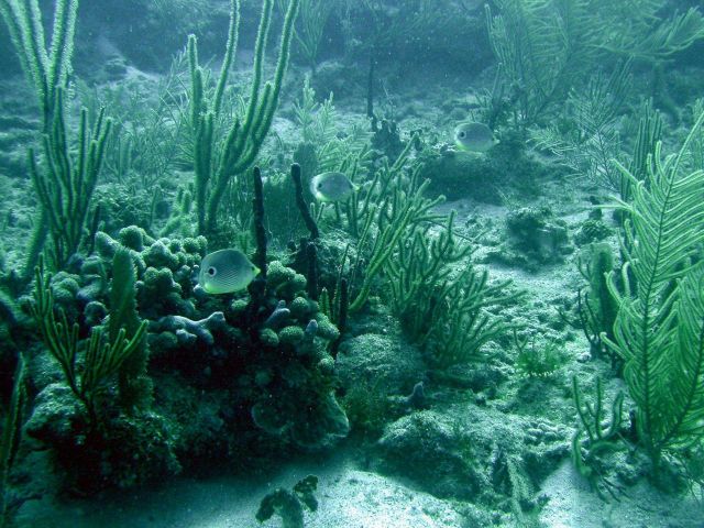 Foureye butterflyfish (Chaetodon capistratus) Picture