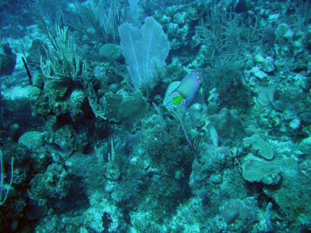 Queen angelfish (Holacanthus ciliaris) Picture