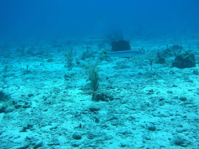 Sand tilefish (Malacanthus plumieri) Picture