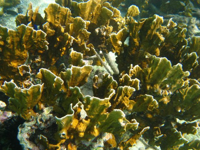 Fire coral, Millepora complanata, is frequently found in the waters surrounding Bonaire, particularly close to shore Picture