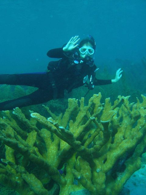 A diver passing over colony of elkhorn coral Picture