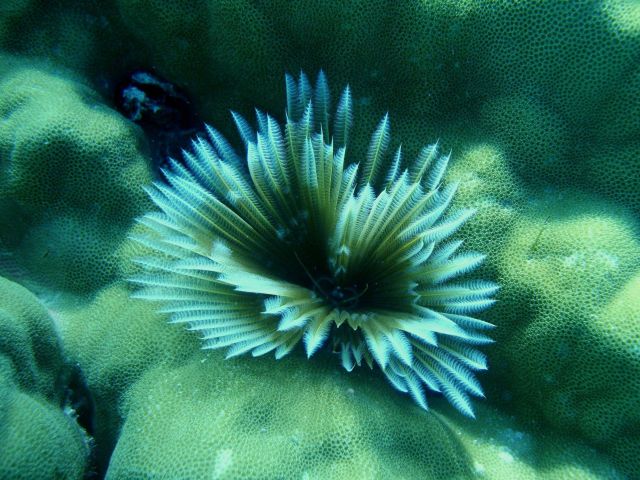Closeup of Christmas tree worm Picture