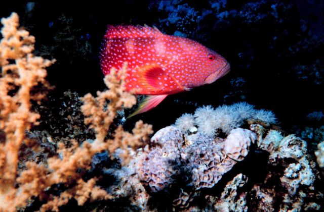 Miniatus grouper - Cephalopholis miniatus Picture