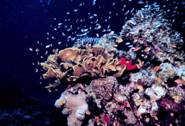Assemblage of fish over coral Picture