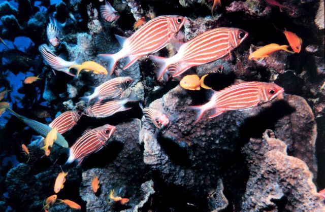 Crown squirrelfish (Sargocentrus diadema) Picture