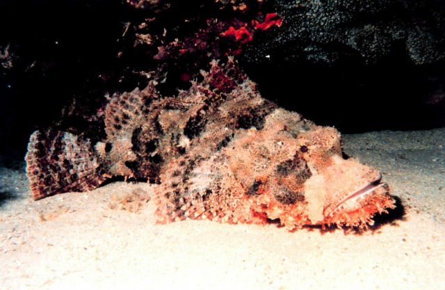 Stonefish (Synanceia verrucosa) perhaps the most venomous fish Picture