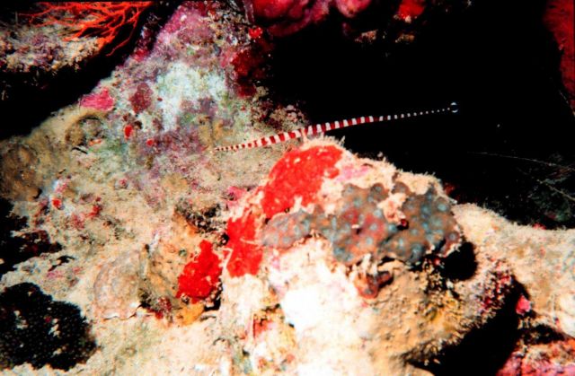 Many banded pipefish (Doryrhampus multiannulatus) Picture