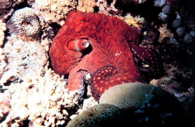 Octopus Picture