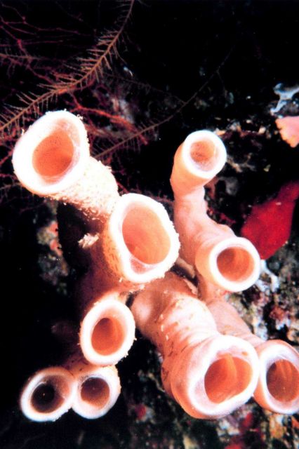 White tube sponge Picture
