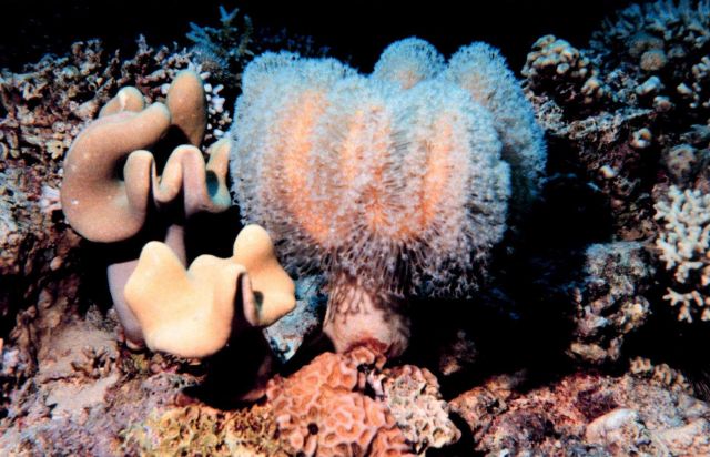 Coral with polyps extended. Picture