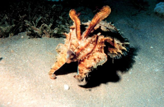 Cuttlefish (Sepia officinalis?) Picture