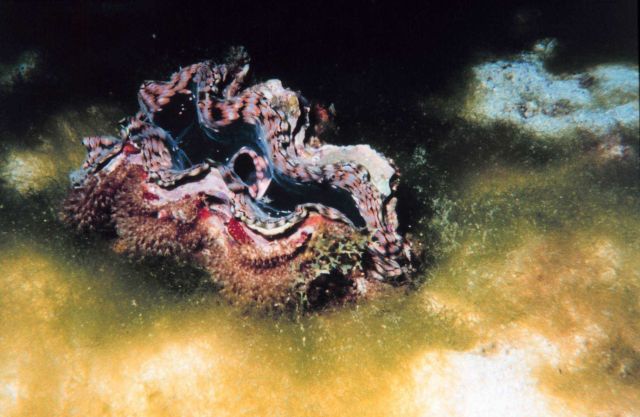 Clam (Tridacna sp.) Picture