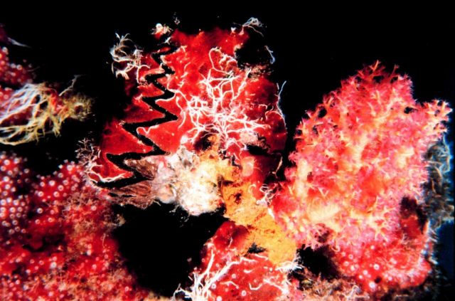 A study in red Picture