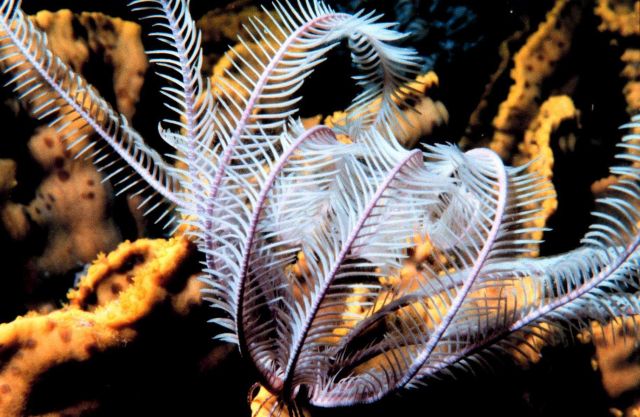 Crinoid Picture