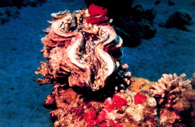 Clam (Tridacna sp.) Picture
