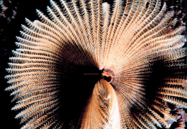 Featherduster worm Picture