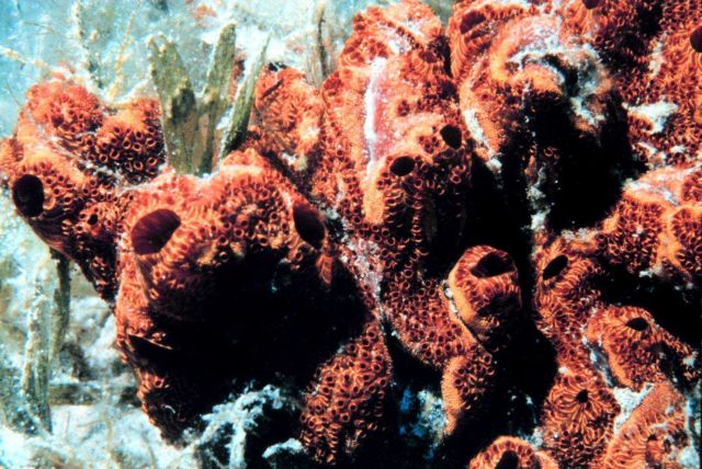 Tunicate colony? Picture