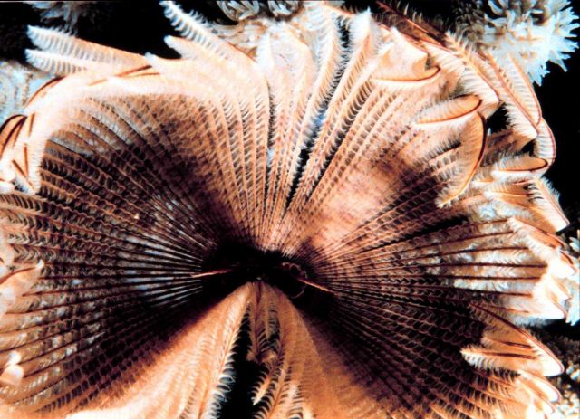 Featherduster worm Picture