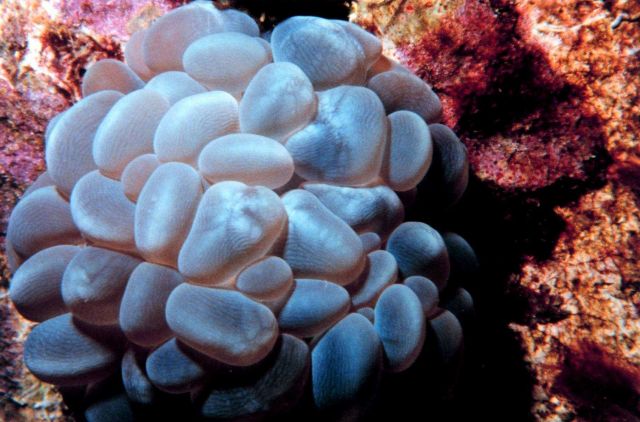 Bubble coral (Plerogyra sinuosa) Picture