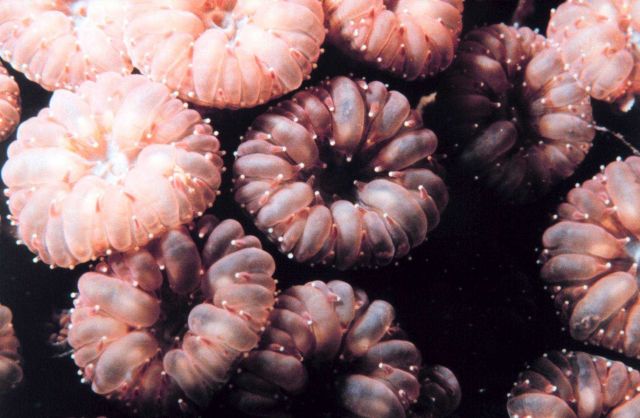 Coral polyps? Picture