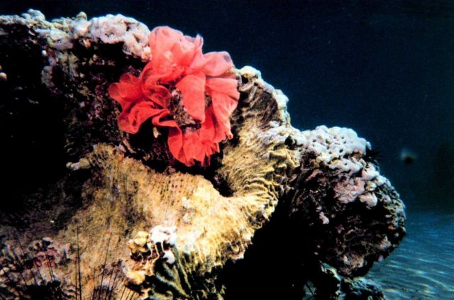 A red egg casing Picture