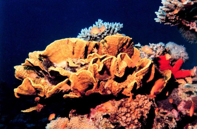 Cabbage coral Picture
