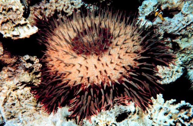 Crown of thorns starfish Picture