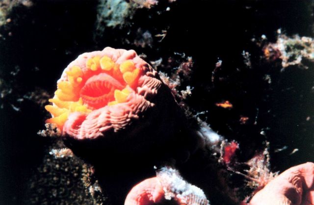 Orange cup coral (Tubastrea coccinea ) Picture