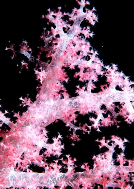 Carnation coral - Dendronephthya sp. Picture