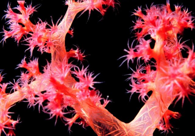 Carnation coral - Dendronephthya sp. Picture