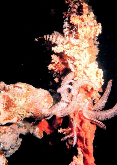 Crinoid Picture