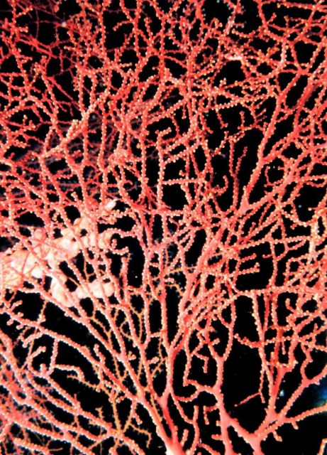Gorgonian Picture