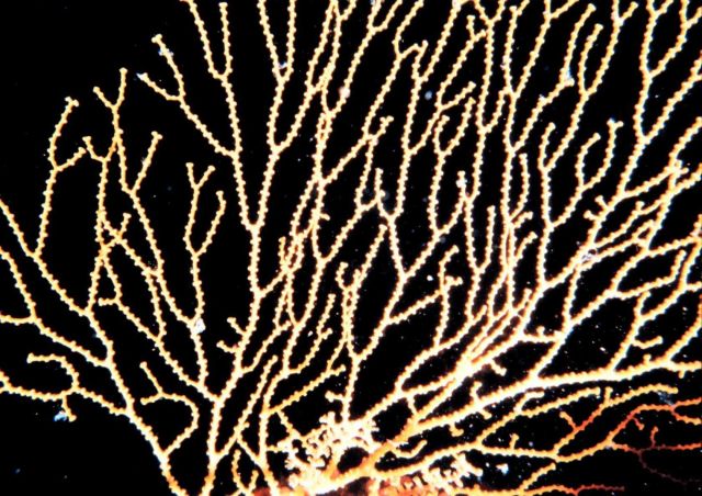 Gorgonian Picture