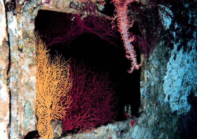 Gorgonian and soft coral on shipwreck Picture