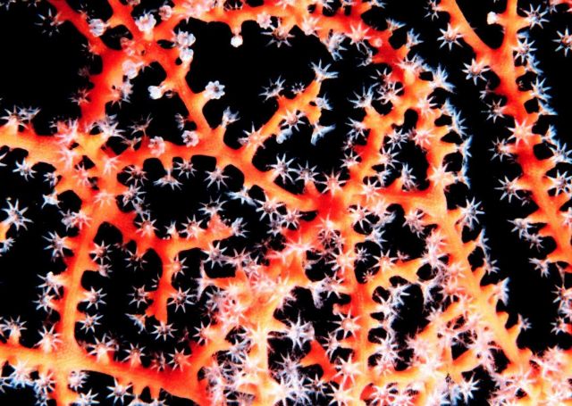 Gorgonian with polyps extended Picture
