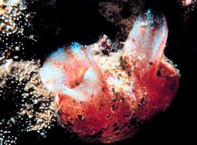 Tunicate Picture