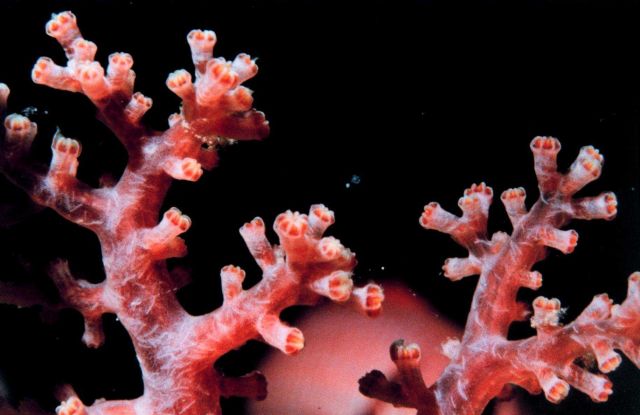 Carnation coral - Dendronephthya sp. Picture
