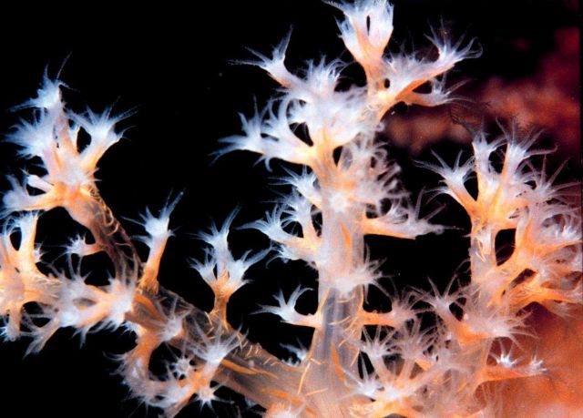 Carnation coral - Dendronephthya sp. Picture