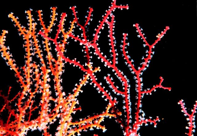 Red and yellow gorgonian. Picture