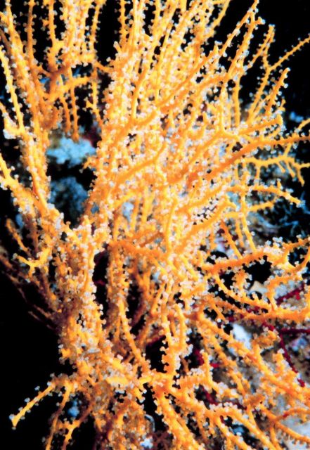 Yellow gorgonian Picture